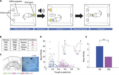 Hippocampal CA1 Neurons Represent Positive Feedback During the Learning Process of an Associative Memory Task